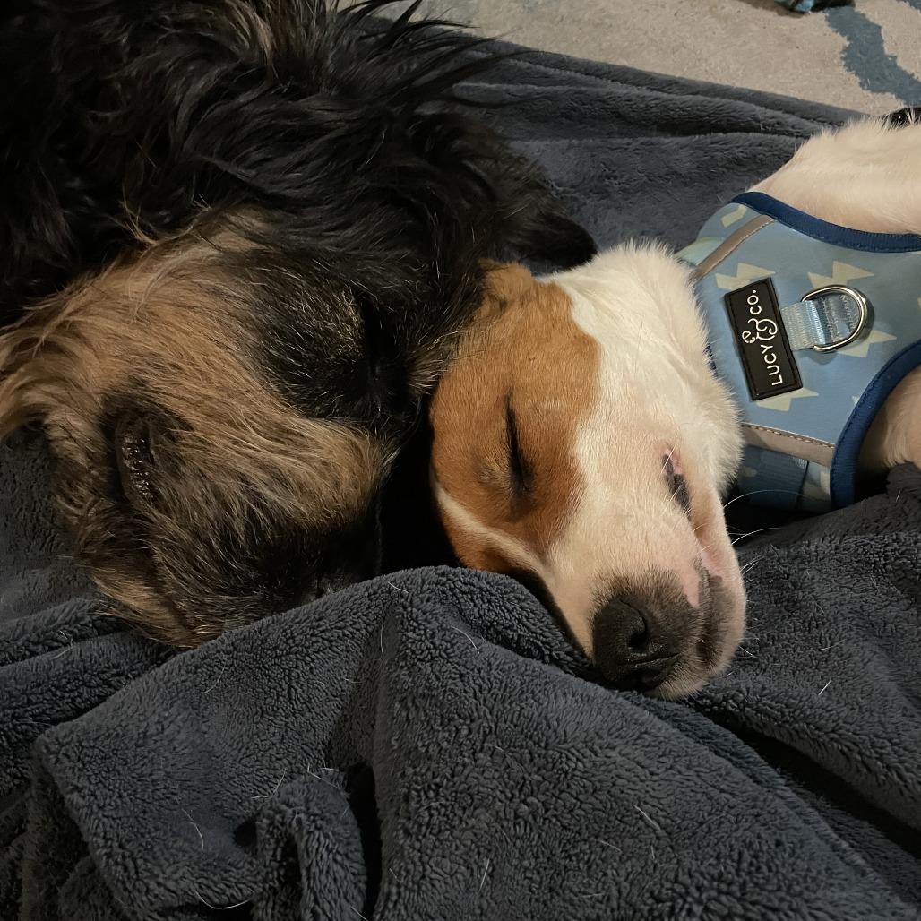 Jack "Spaghetti" Sparrow, a Adoptable mixed breed in Chaska, MN image 4/6