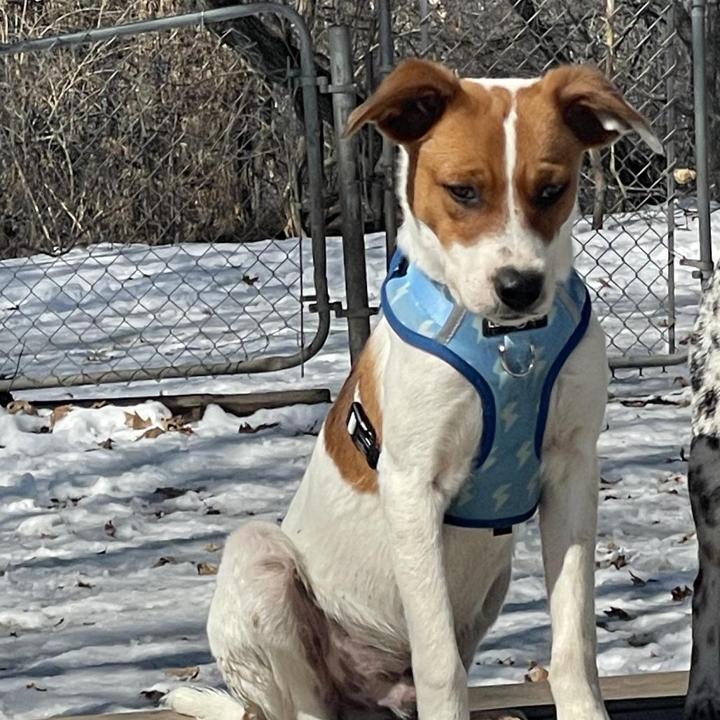 Jack "Spaghetti" Sparrow, a Adoptable mixed breed in Chaska, MN image 5/6
