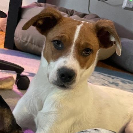 Jack "Spaghetti" Sparrow, a Adoptable mixed breed in Chaska, MN image 6/6