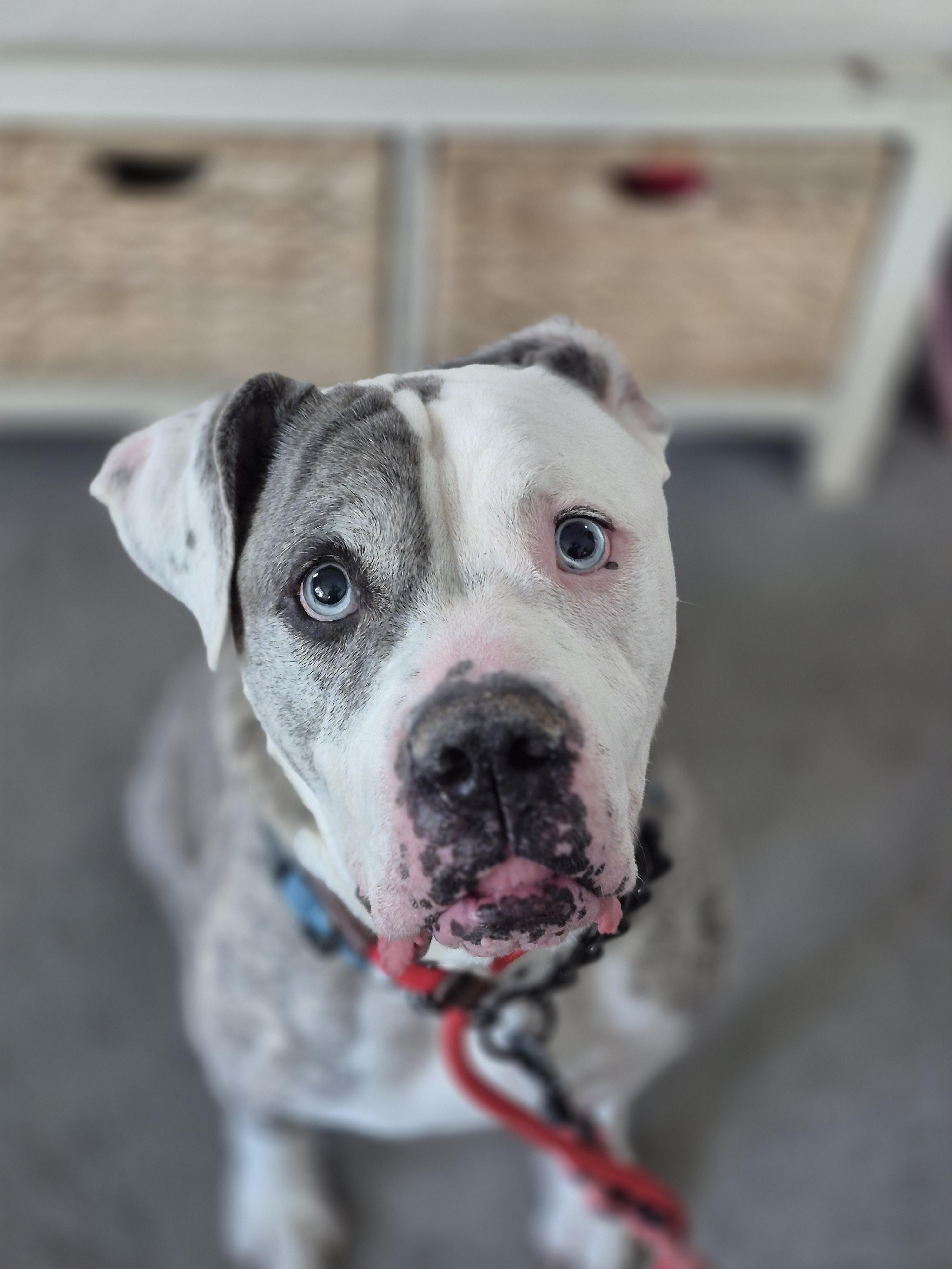 Chevy, Adoptable, Adult Male Mixed Breed.