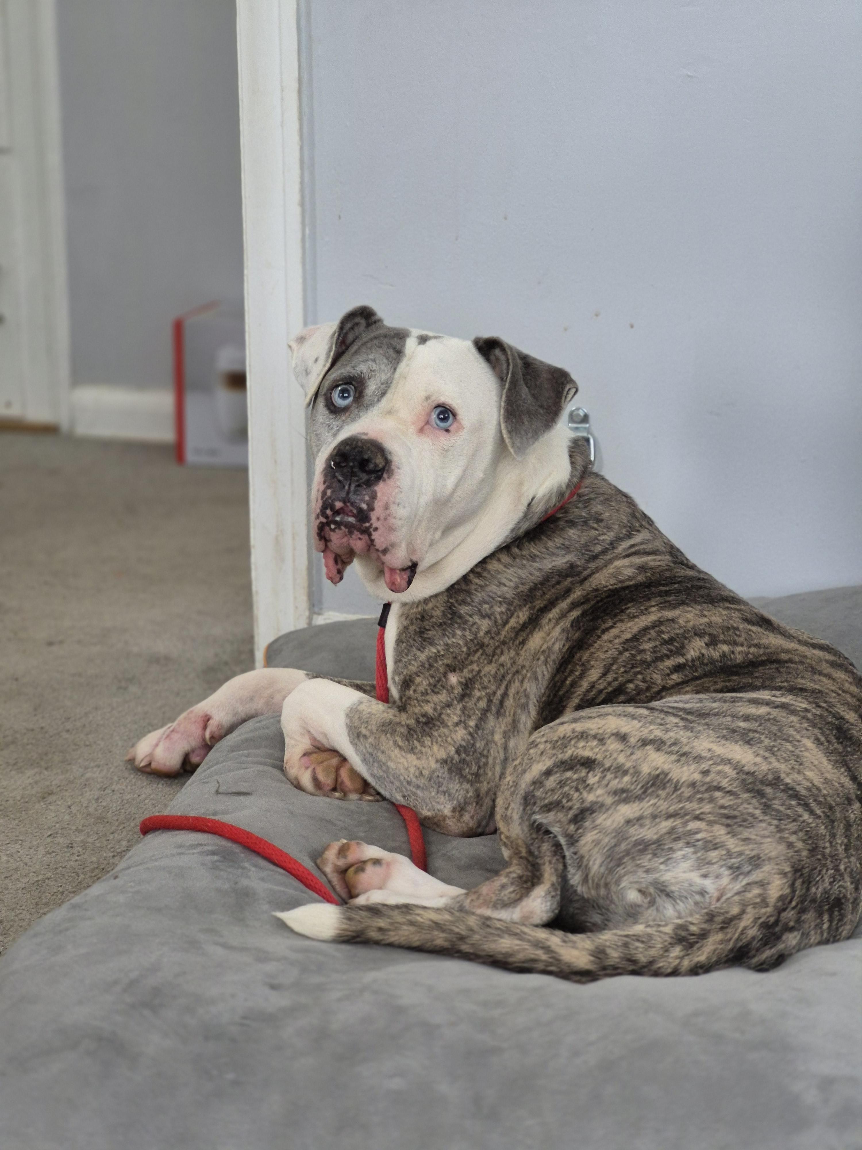 Enlarge Chevy, a Adoptable Mixed Breed in London, ON image 2/5