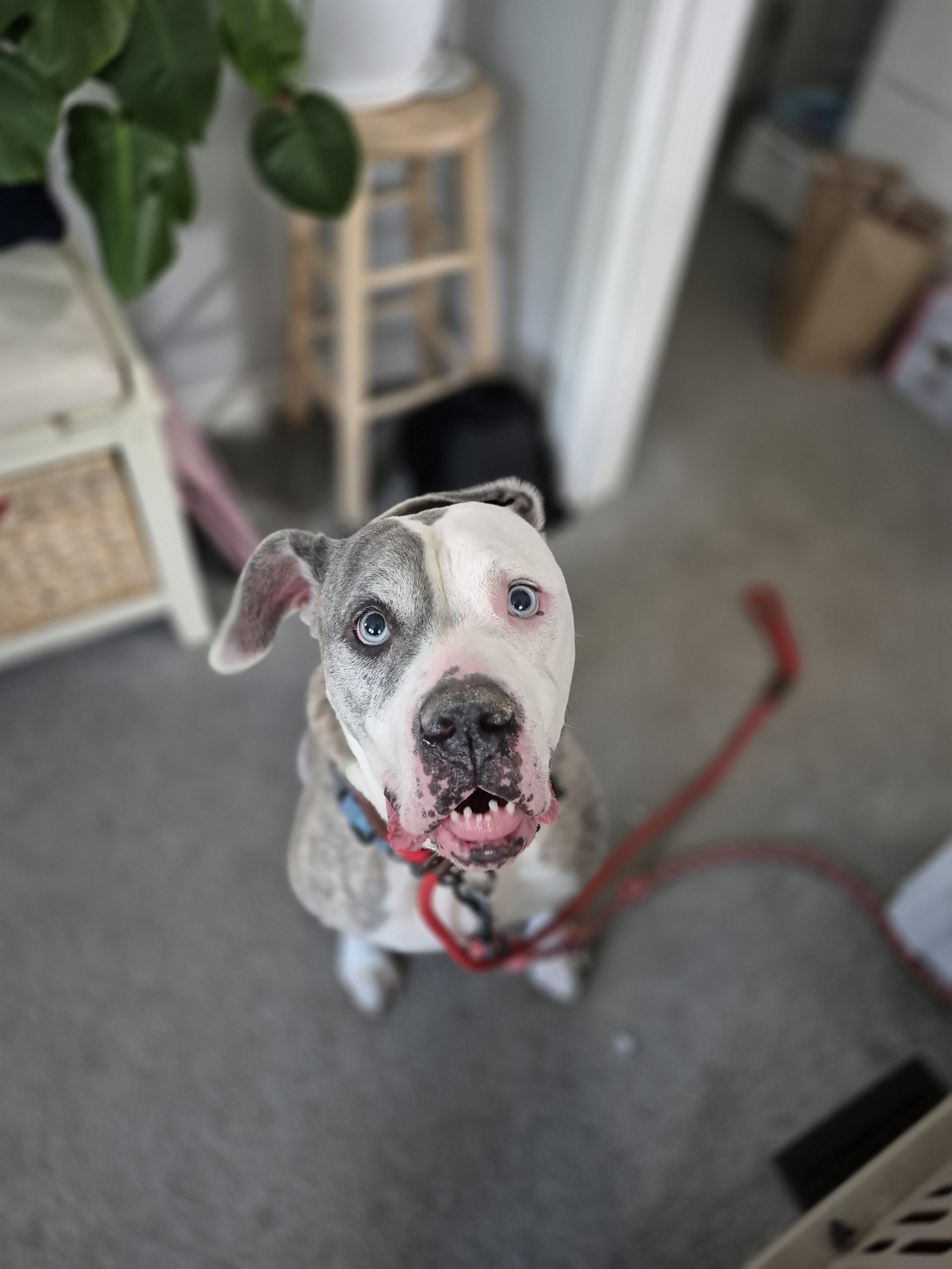 Enlarge Chevy, a Adoptable Mixed Breed in London, ON image 3/5