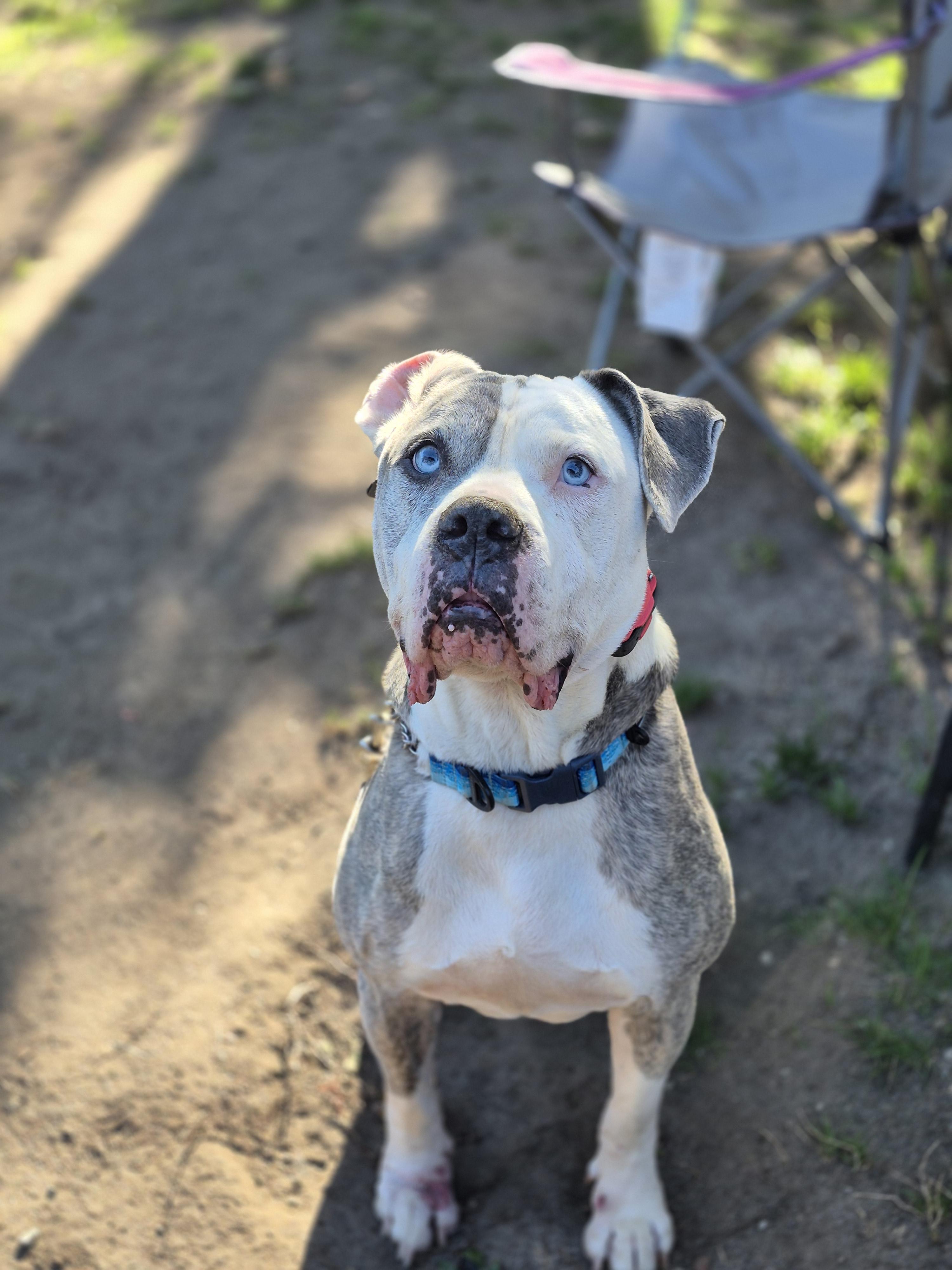 Chevy, Adoptable, Adult Male Mixed Breed.