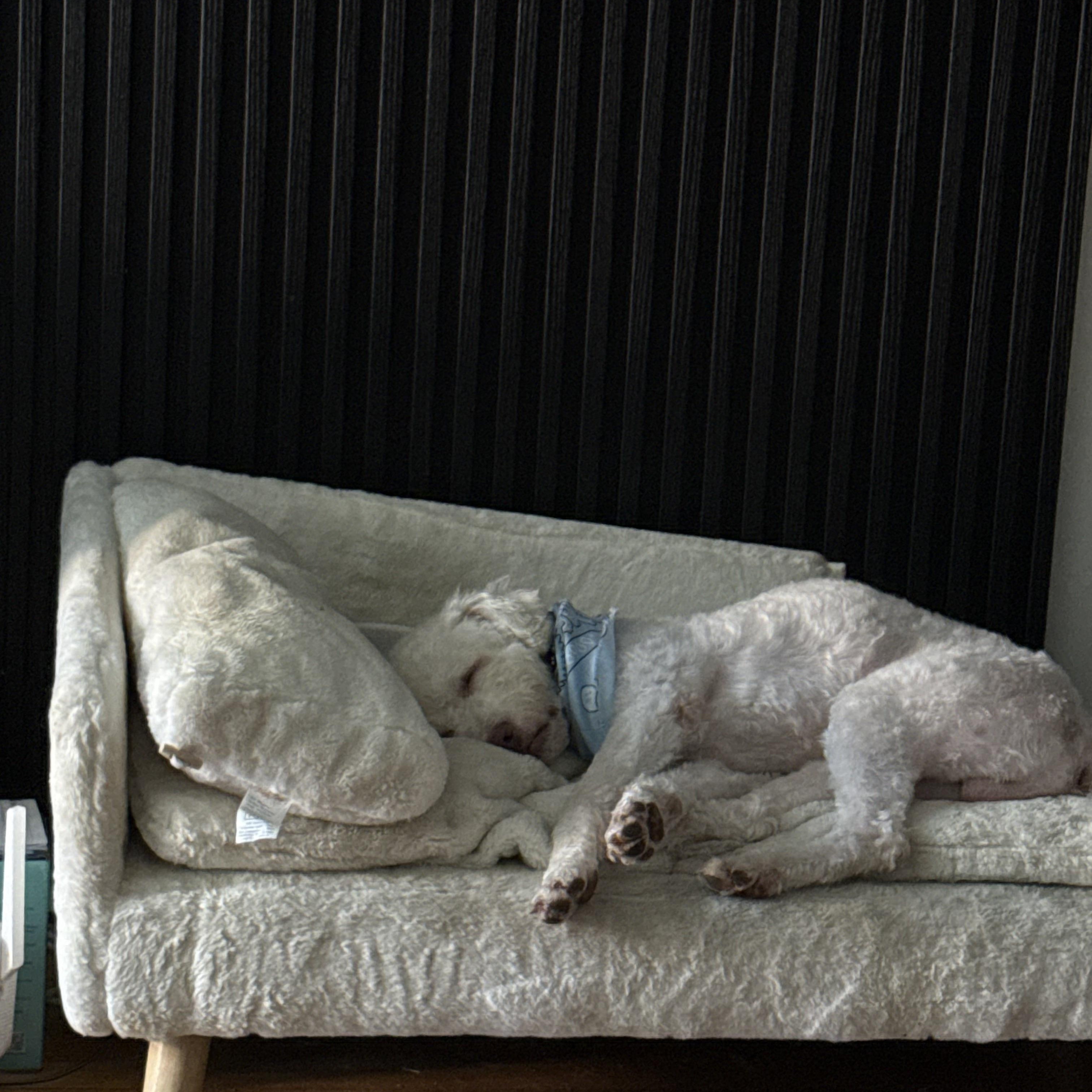 Enlarge Creek, a Adoptable mixed breed in Brooklyn, NY image 5/5