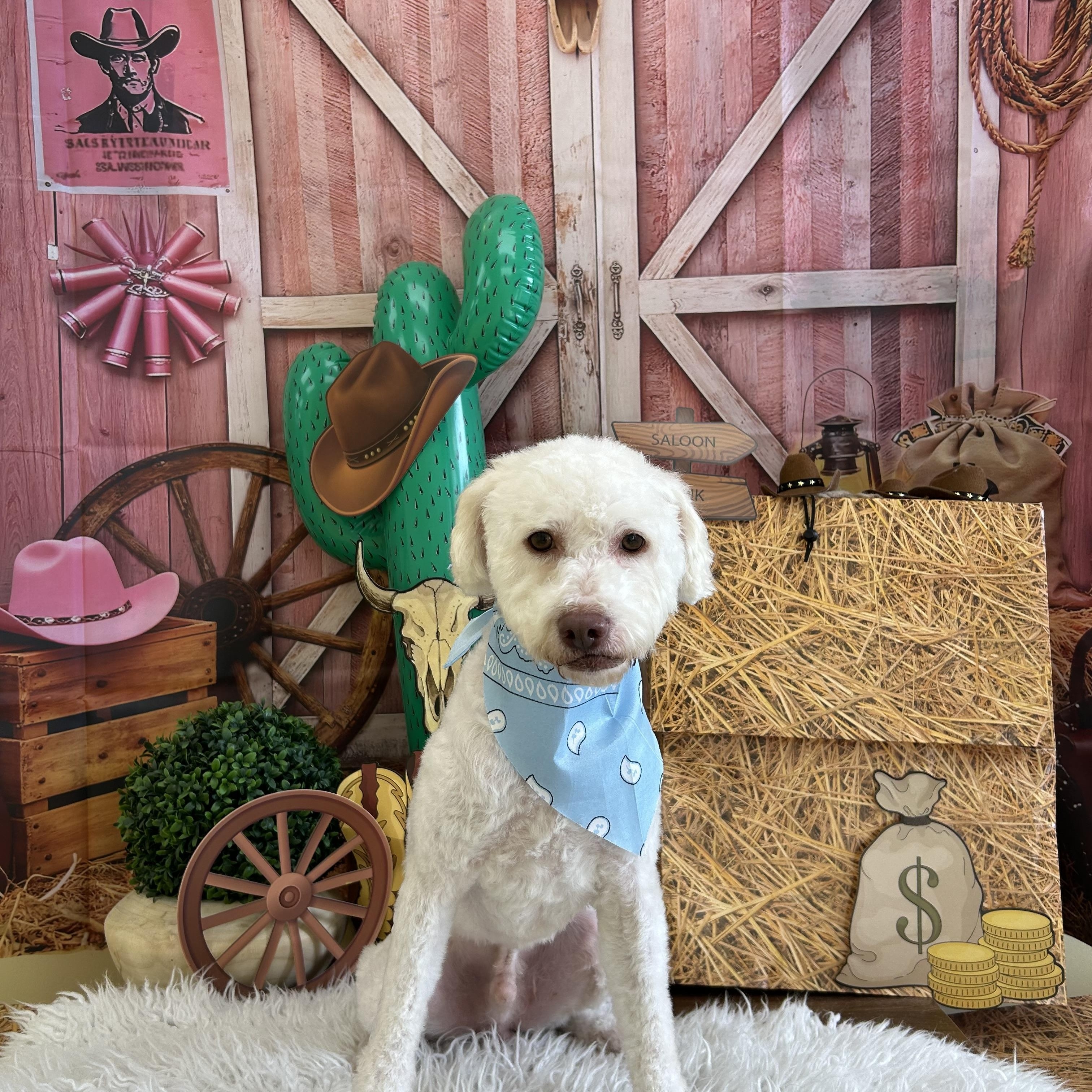 Creek, ADOPTABLE, Young • Male, Labradoodle & Goldendoodle.