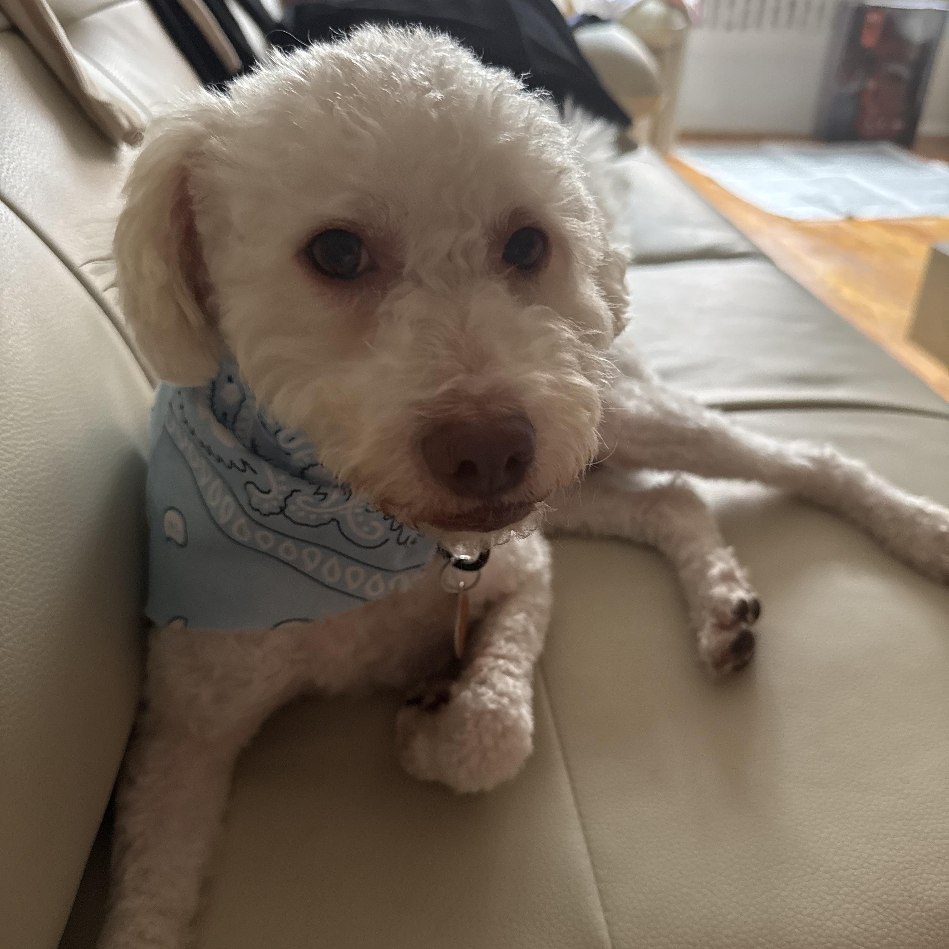 Enlarge Creek, a Adoptable mixed breed in Brooklyn, NY image 4/5
