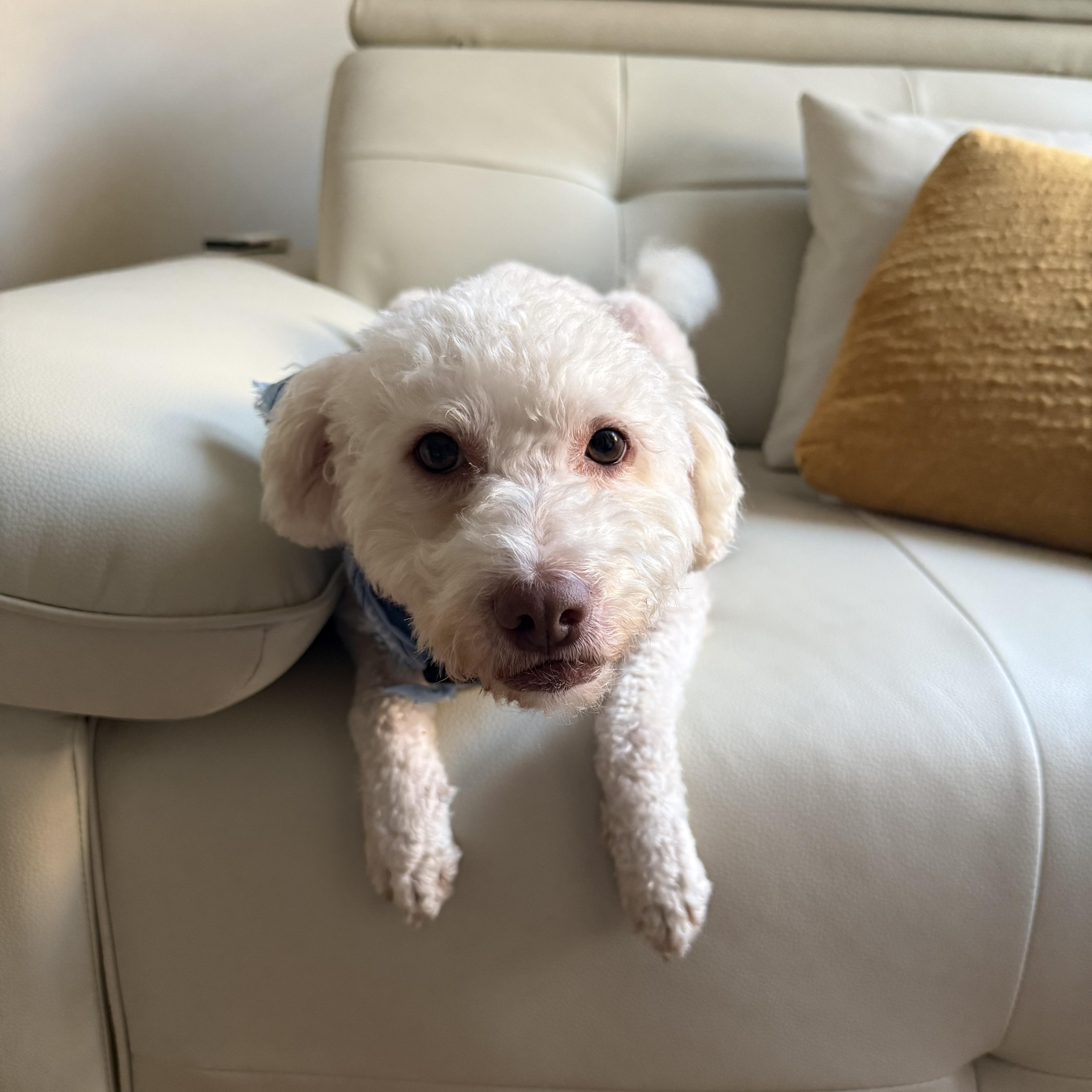 Enlarge Creek, a Adoptable mixed breed in Brooklyn, NY image 2/5