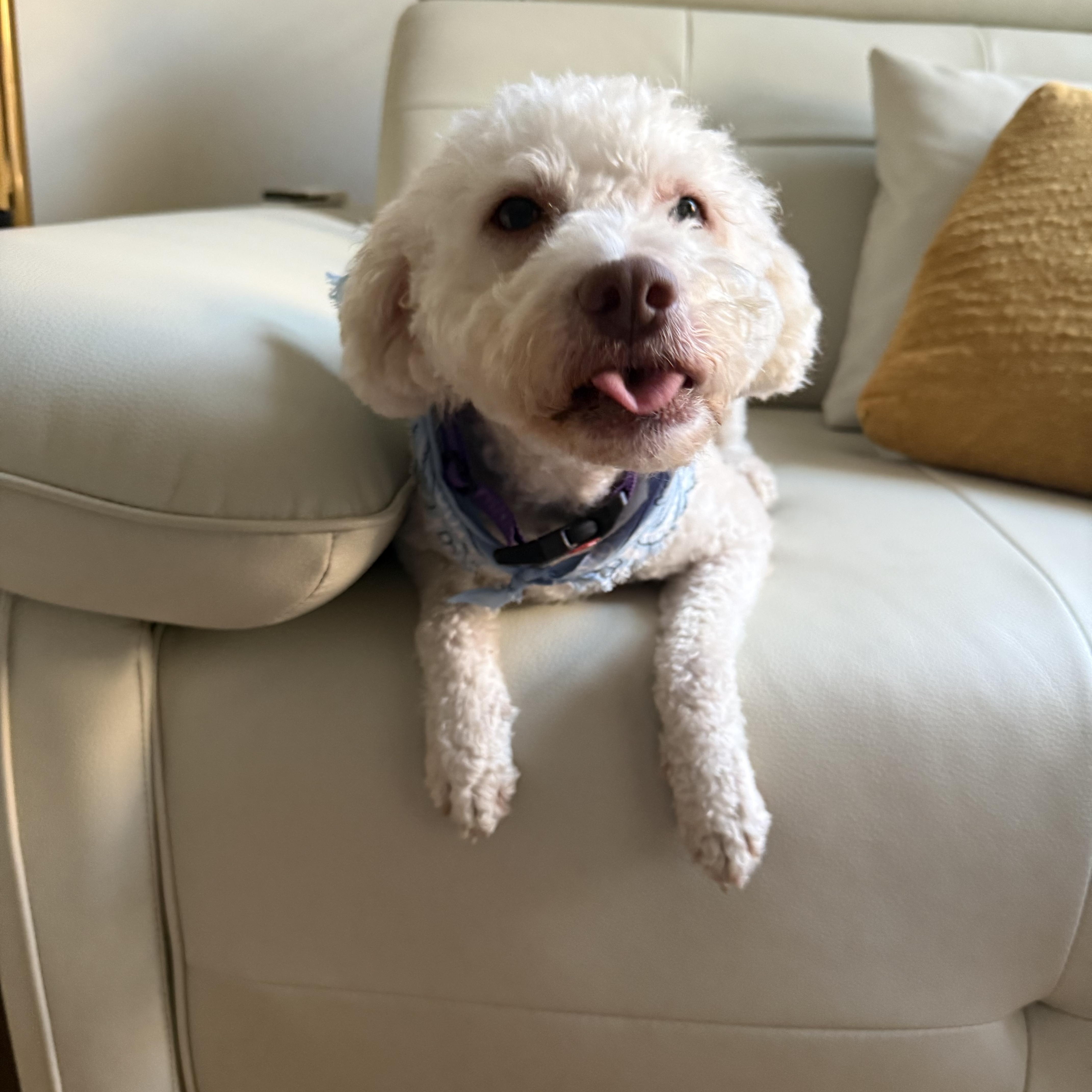 Enlarge Creek, a Adoptable mixed breed in Brooklyn, NY image 3/5