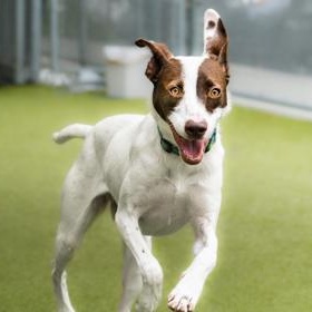 Luci, a ADOPTABLE Mixed Breed in Santa Cruz, CA image 2/6