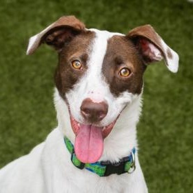 Luci, ADOPTABLE, Adult Female Mixed Breed.