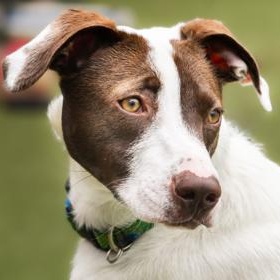 Luci, a ADOPTABLE Mixed Breed in Santa Cruz, CA image 5/6
