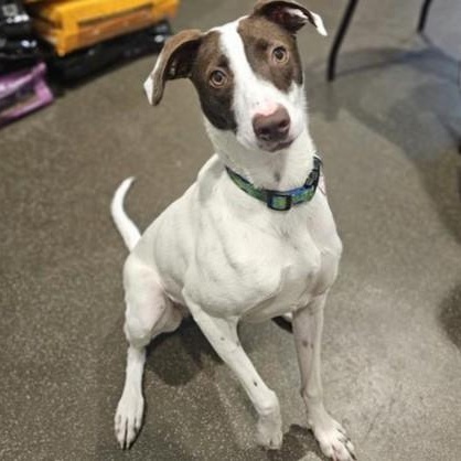 Luci, a ADOPTABLE Mixed Breed in Santa Cruz, CA image 4/6