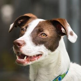 Luci, a ADOPTABLE Mixed Breed in Santa Cruz, CA image 3/6
