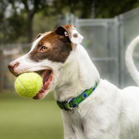 Luci, a ADOPTABLE Mixed Breed in Santa Cruz, CA image 6/6