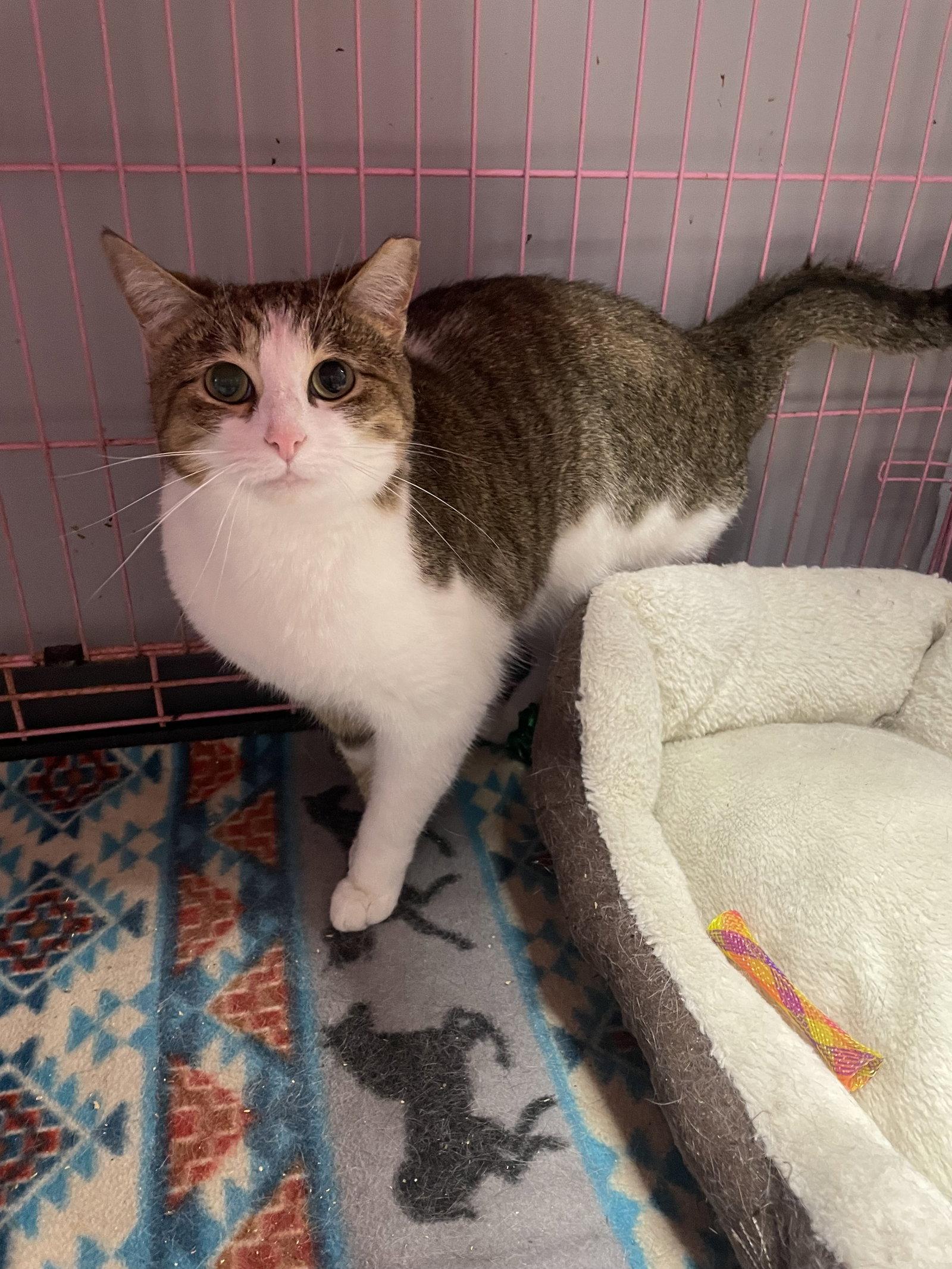Helenea  - Must Apply in Person !, Adoptable, Adult Female Tabby & Domestic Short Hair.