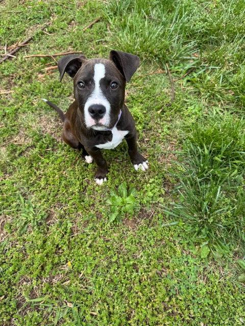 Pongo, a Adoptable Pit Bull Terrier in Barnhart, MO image 1/3