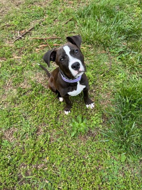Pongo, a Adoptable Pit Bull Terrier in Barnhart, MO image 2/3