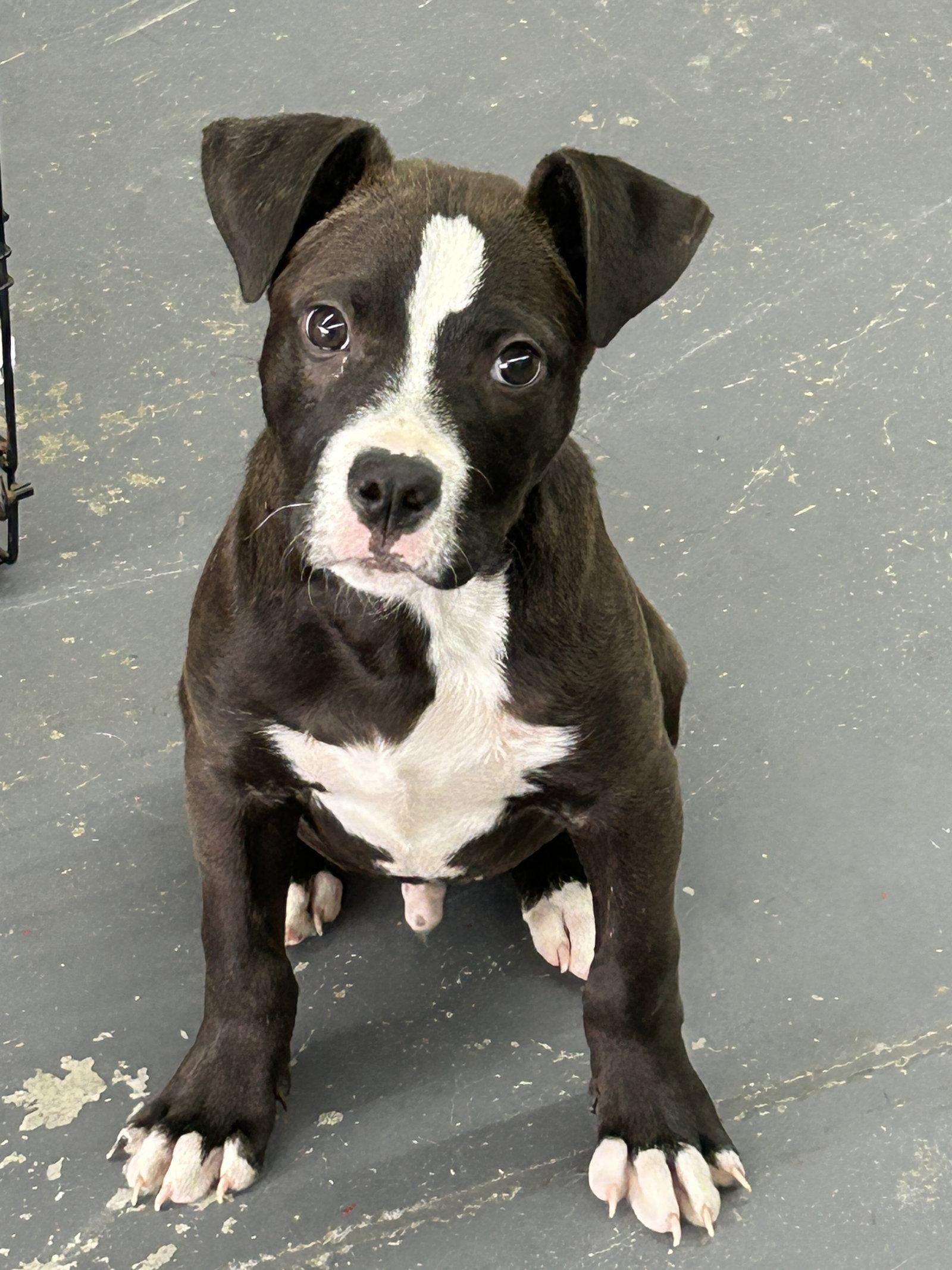 Pongo, Adoptable, Puppy Male Pit Bull Terrier.
