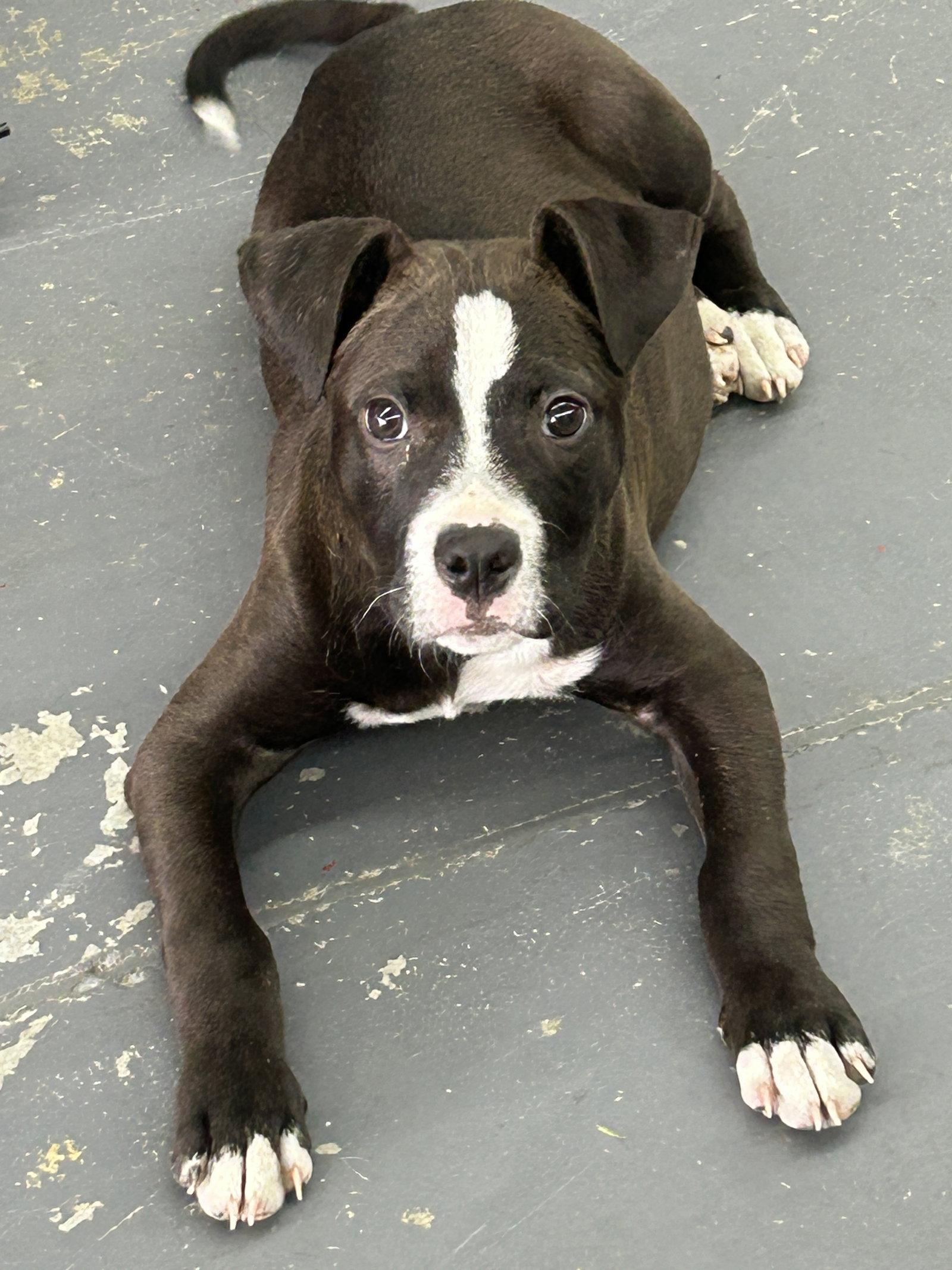 Enlarge Pongo, a Adoptable Pit Bull Terrier in Barnhart, MO image 2/3