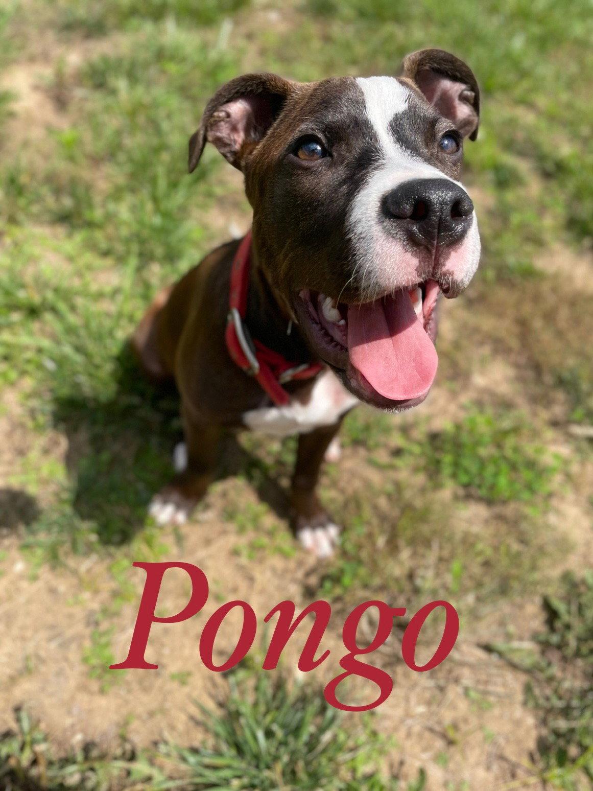 Pongo, a Adoptable Pit Bull Terrier in Barnhart, MO image 1/3