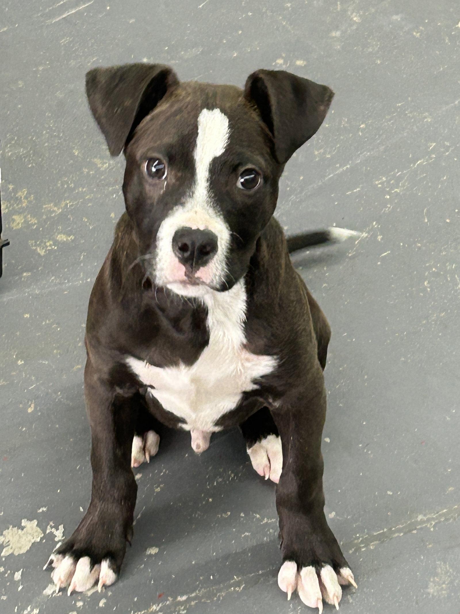 Enlarge Pongo, a Adoptable Pit Bull Terrier in Barnhart, MO image 3/3