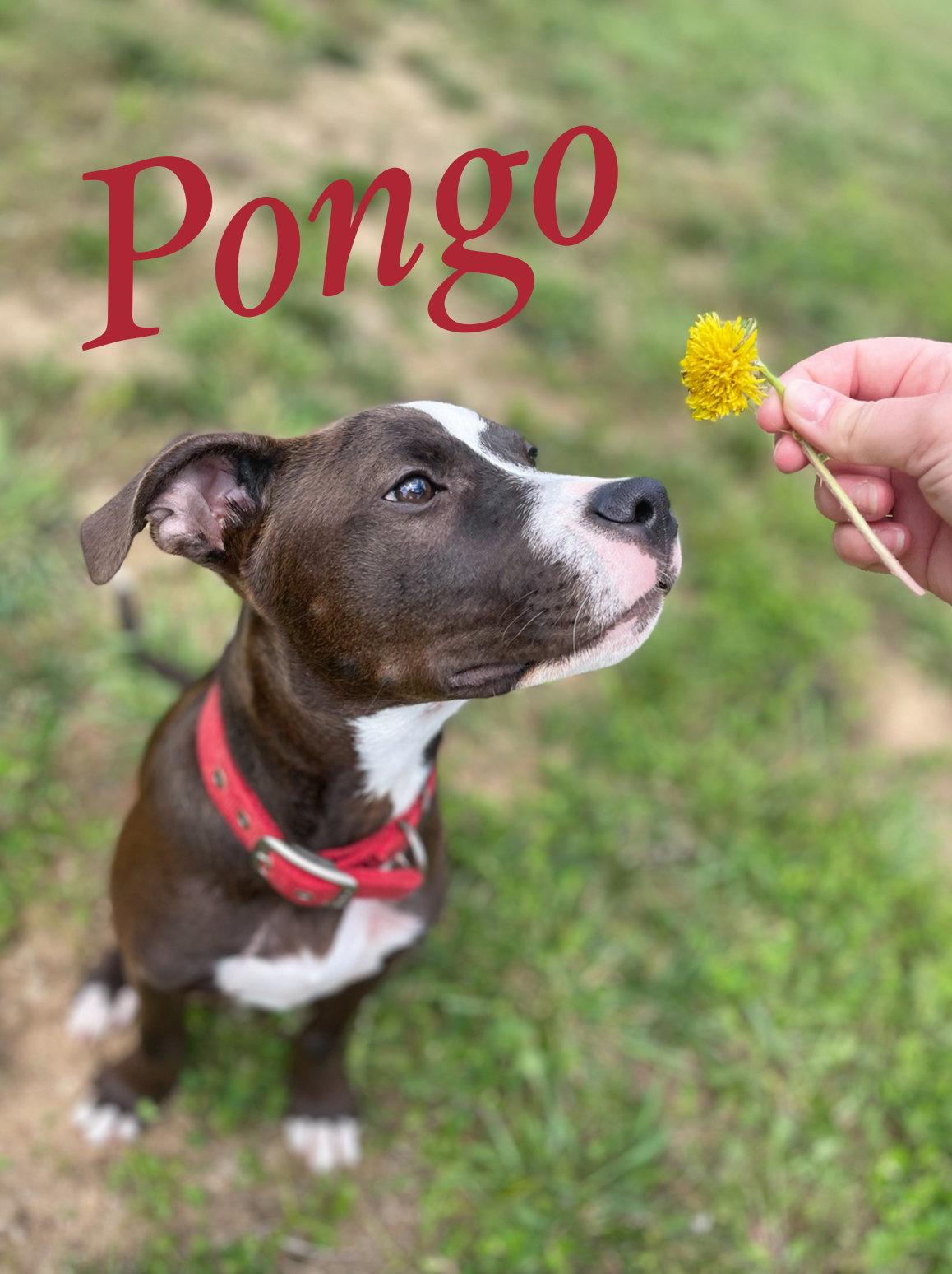 Pongo, a Adoptable Pit Bull Terrier in Barnhart, MO image 2/3