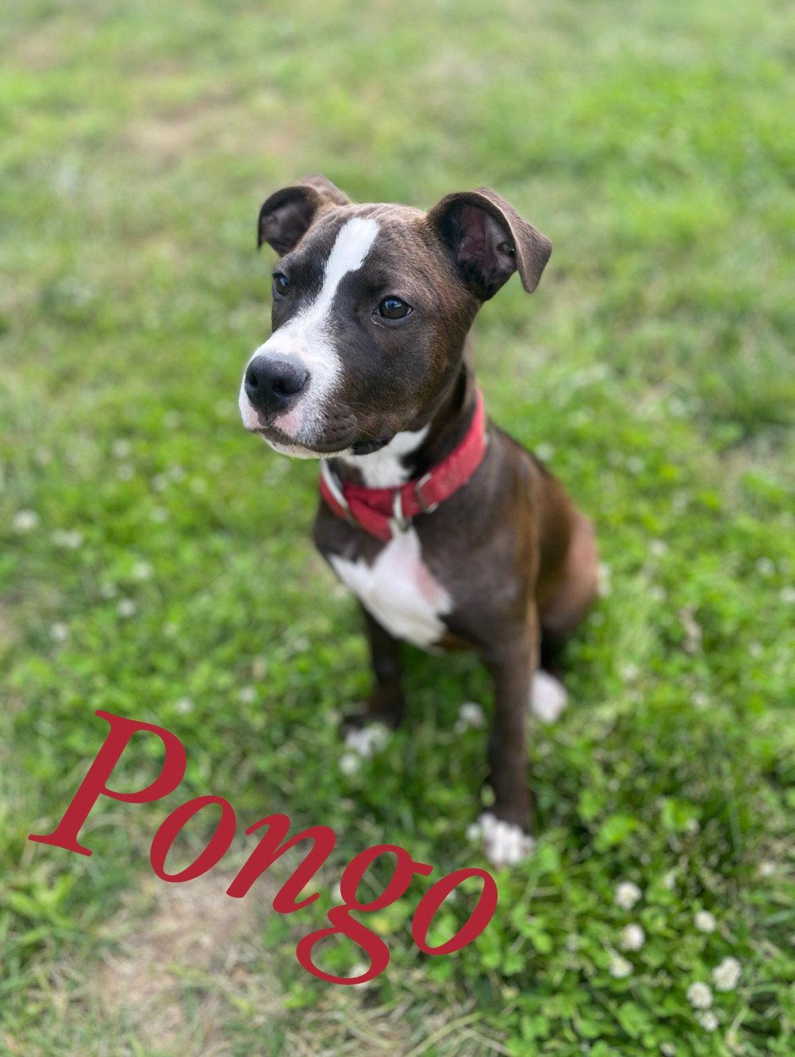 Pongo, a Adoptable Pit Bull Terrier in Barnhart, MO image 3/3