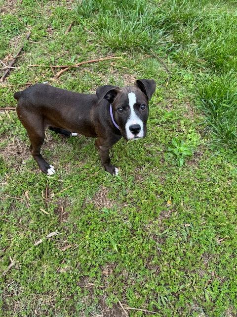 Pongo, a Adoptable Pit Bull Terrier in Barnhart, MO image 3/3