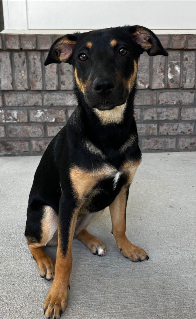 Poppy, a Adoptable mixed breed in Fort Mill, SC image 5/6