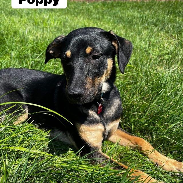 Poppy, Adoptable, Young Female Shepherd.