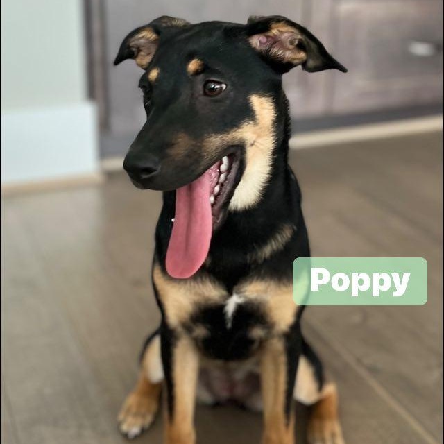 Poppy, a Adoptable mixed breed in Fort Mill, SC image 2/6