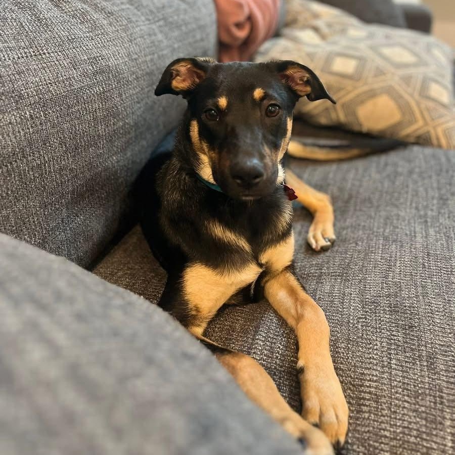 Poppy, a Adoptable mixed breed in Fort Mill, SC image 3/6