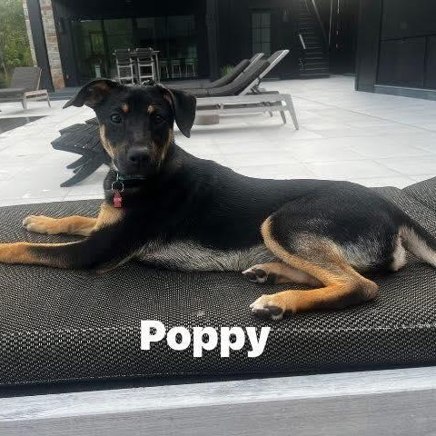 Poppy, a Adoptable mixed breed in Fort Mill, SC image 6/6