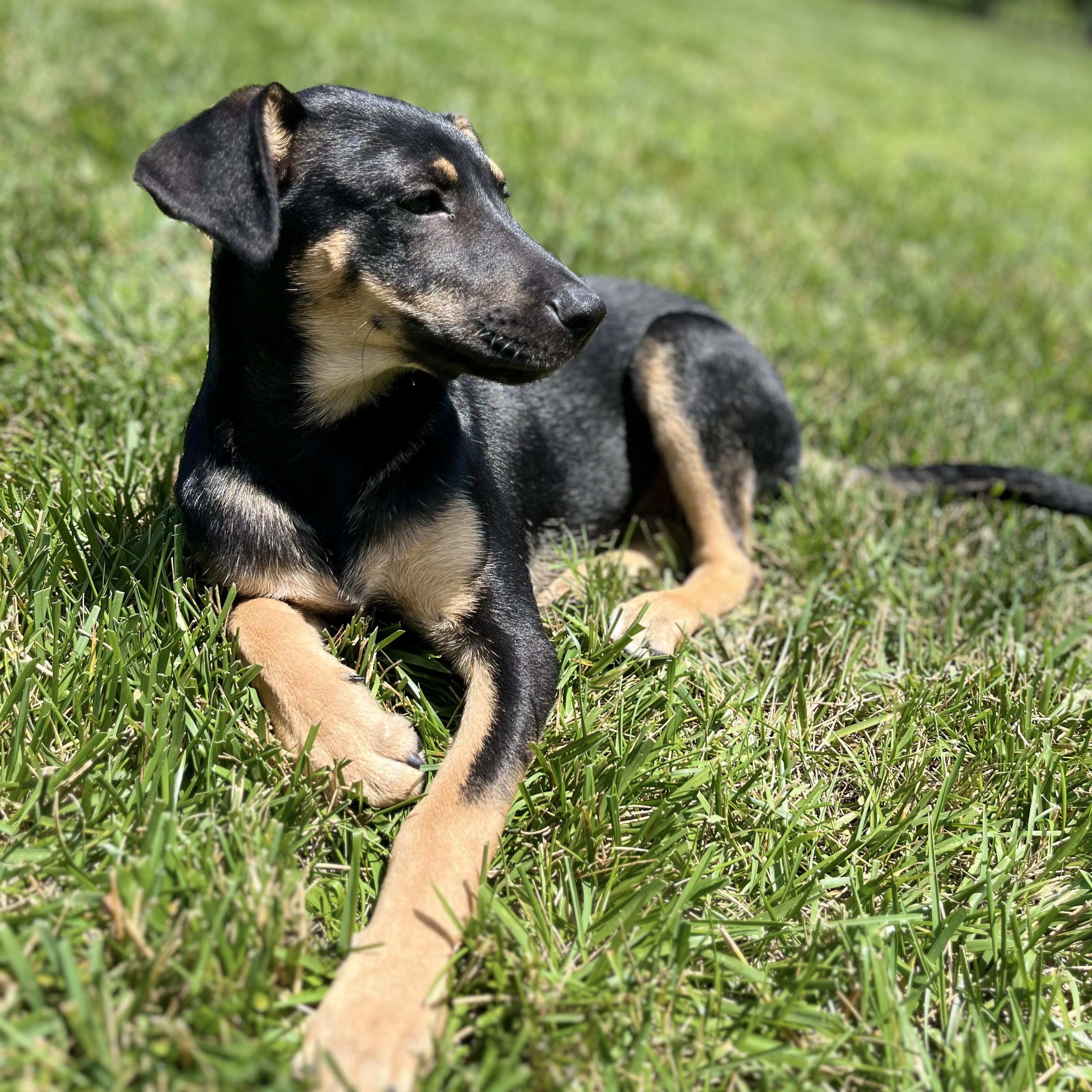 Poppy, a Adoptable mixed breed in Fort Mill, SC image 4/6