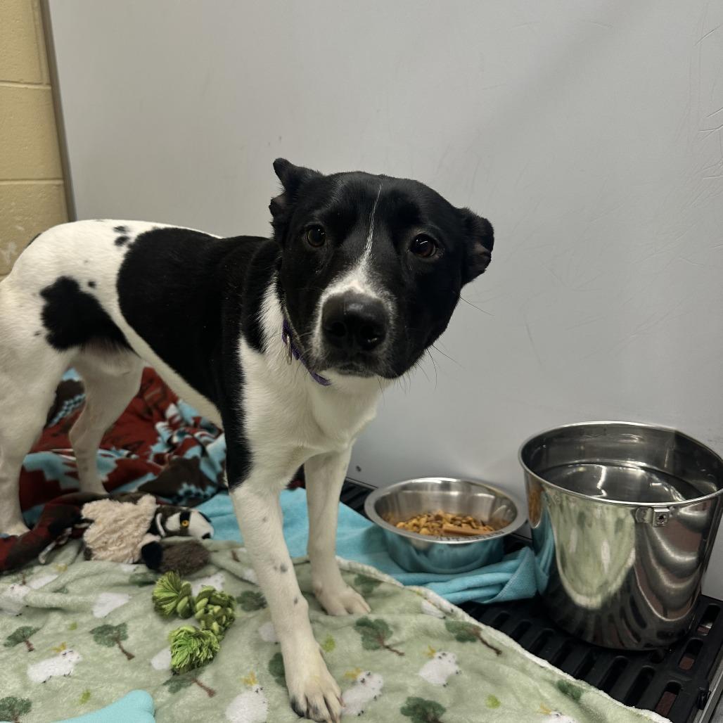 Enlarge Squiggy, a Adoptable Mixed Breed in Cheyenne, WY image 1/3