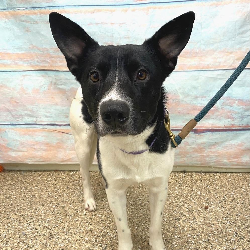 Enlarge Squiggy, a Adoptable Mixed Breed in Cheyenne, WY image 2/3