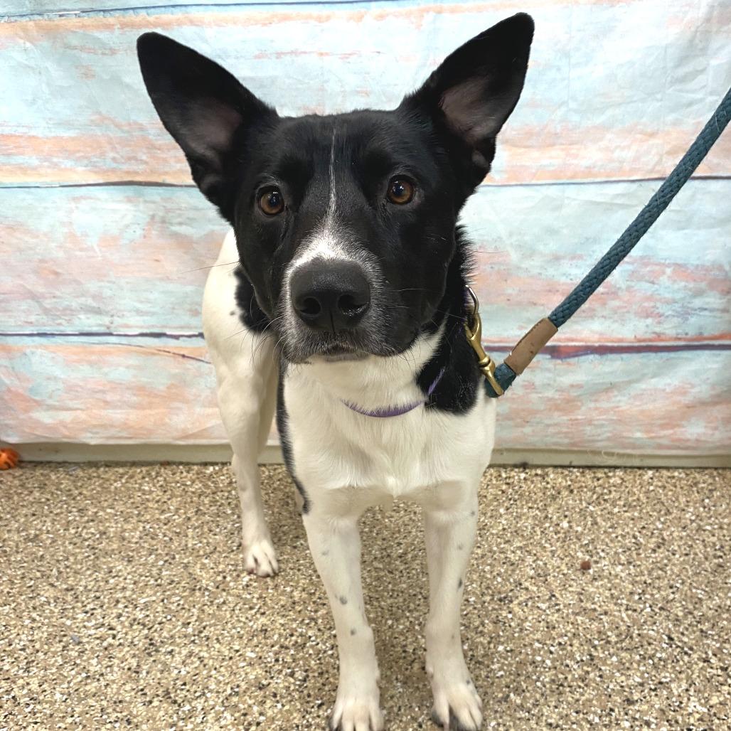 Enlarge Squiggy, a Adoptable Mixed Breed in Cheyenne, WY image 3/3