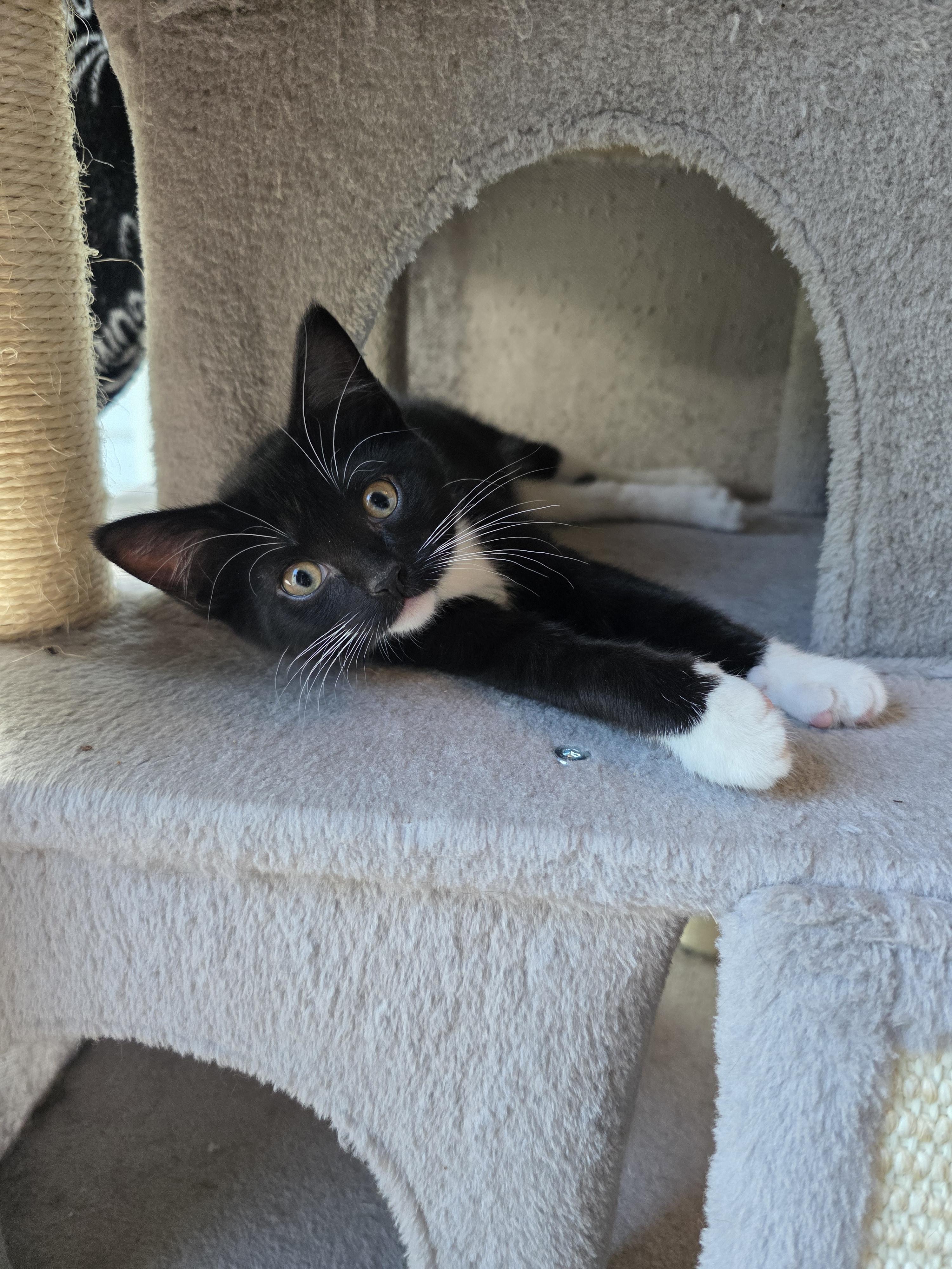Ally, Adoptable, Kitten Female Domestic Short Hair.