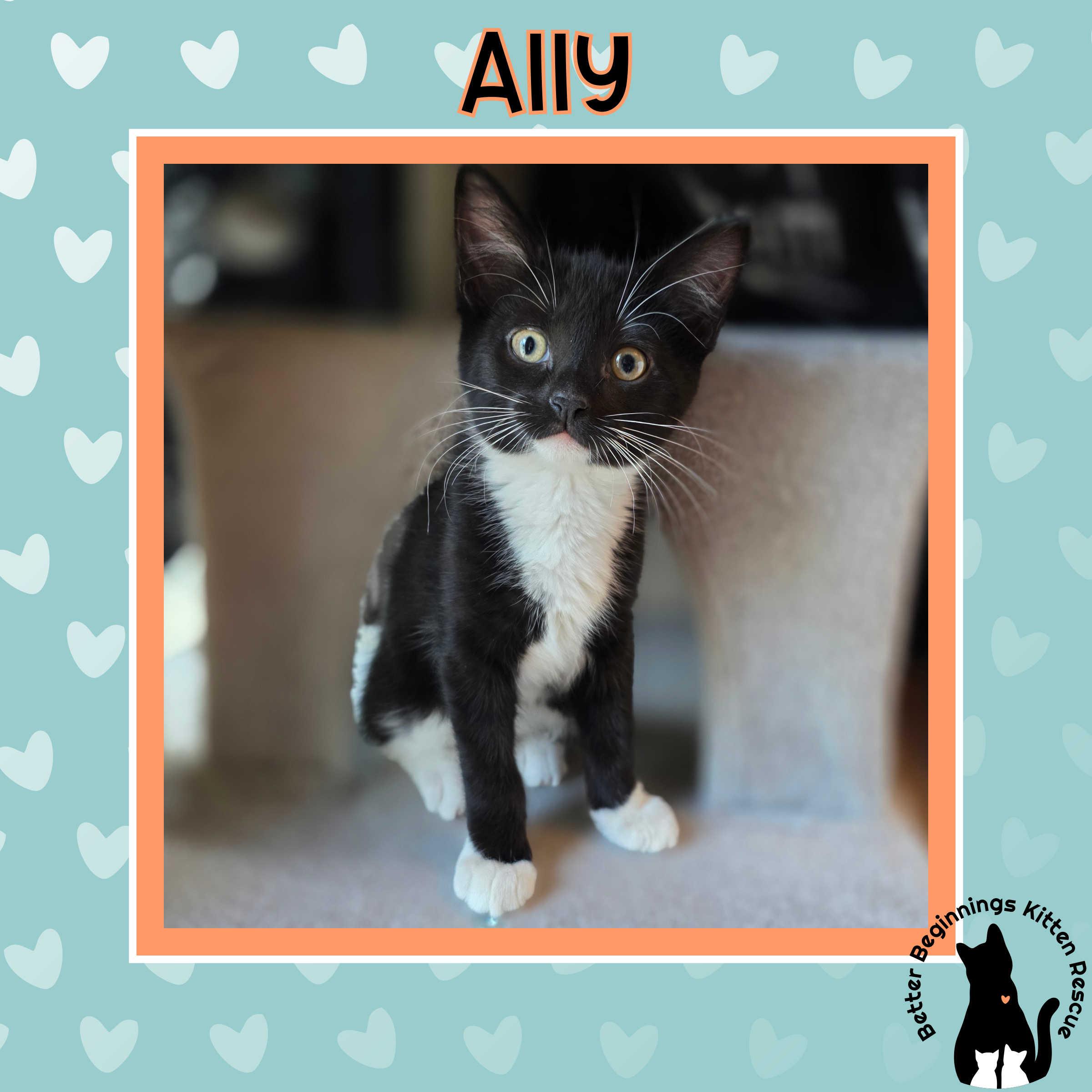 Ally, a Adoptable mixed breed in Kamloops, BC image 3/6