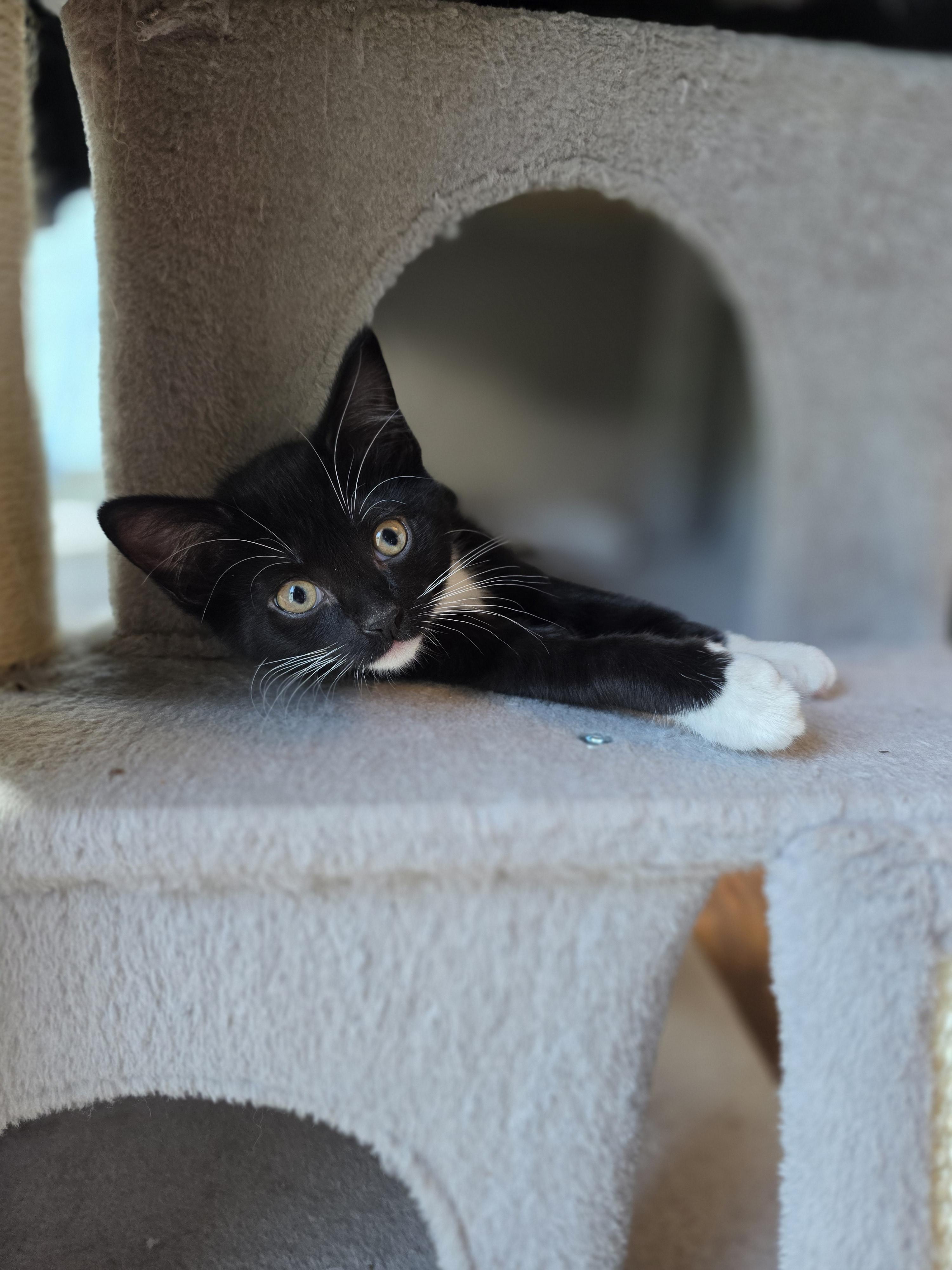 Ally, a Adoptable mixed breed in Kamloops, BC image 6/6