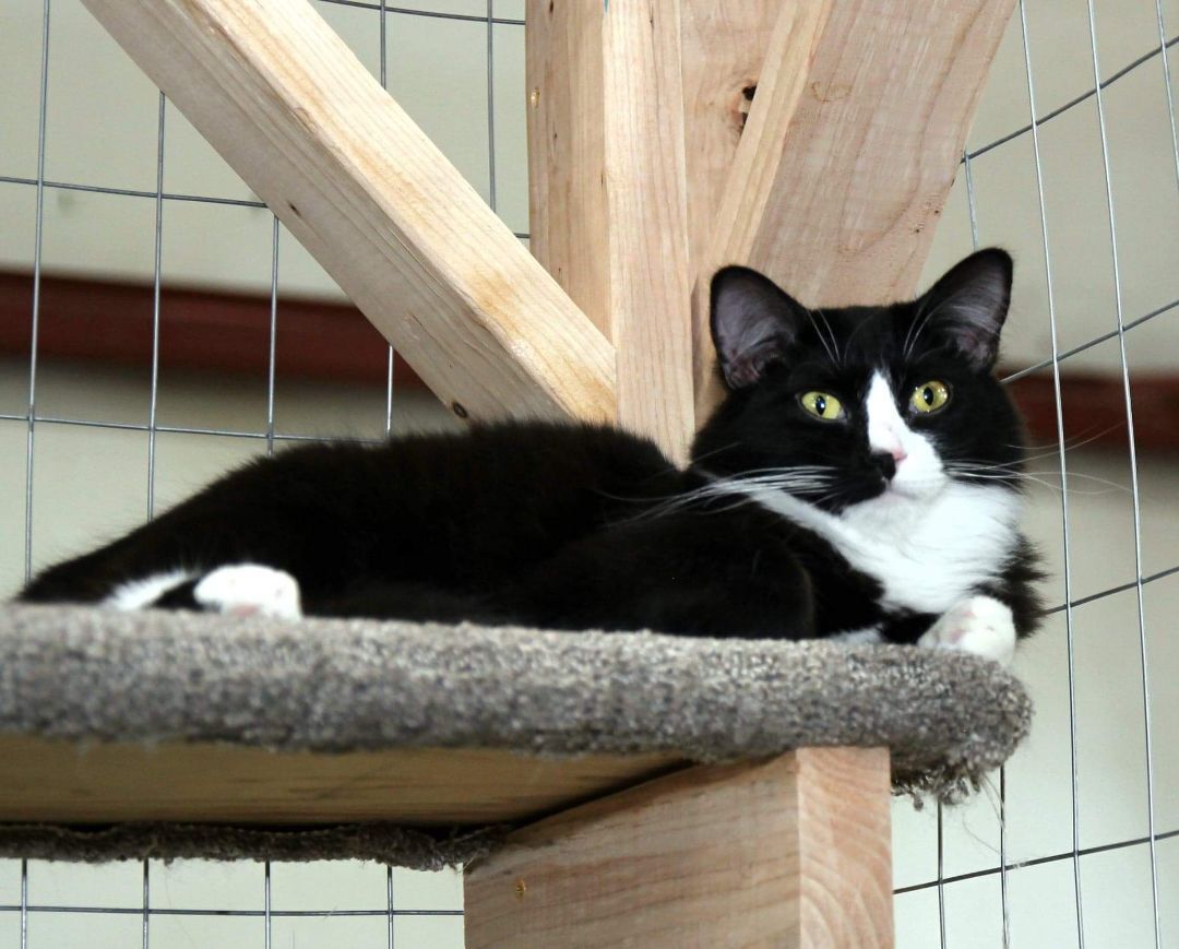 Boots, Adoptable, Adult Male Tuxedo.