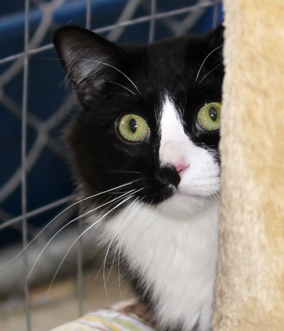 Boots, a Adoptable Tuxedo in Harrisville, UT image 2/2