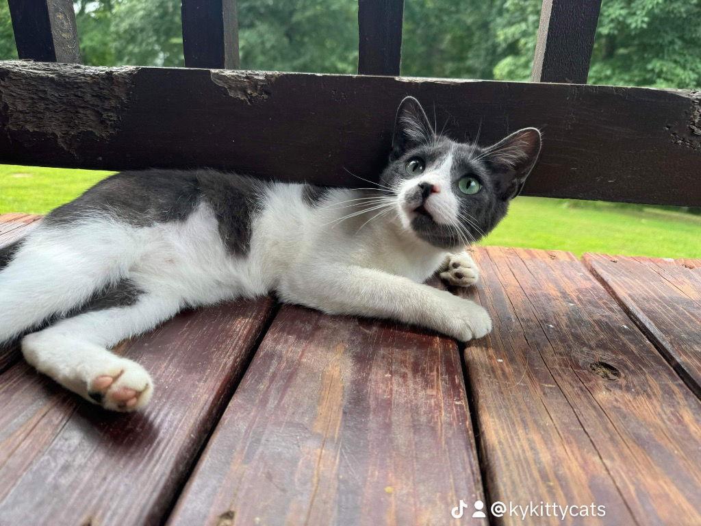 BooBerry, Adoptable, Adult Male Domestic Short Hair.