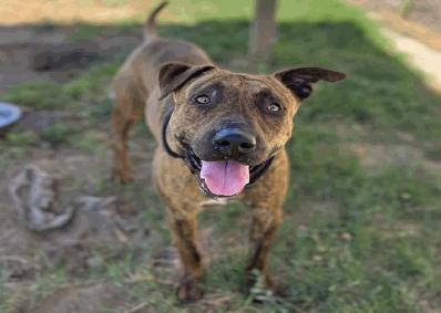 Enlarge Marius, a Adopted mixed breed in Tigard, OR image 1/2