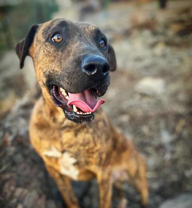 Enlarge Marius, a Adopted mixed breed in Tigard, OR image 2/2