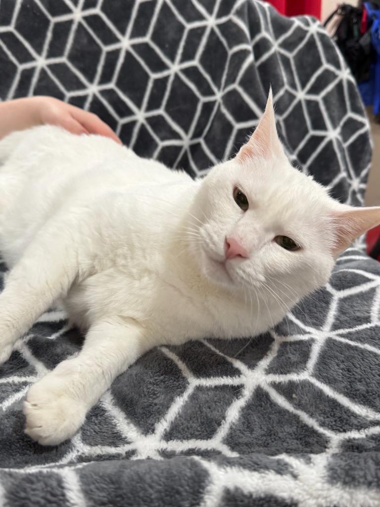 Emperor, Adoptable, Senior Male Exotic Shorthair.