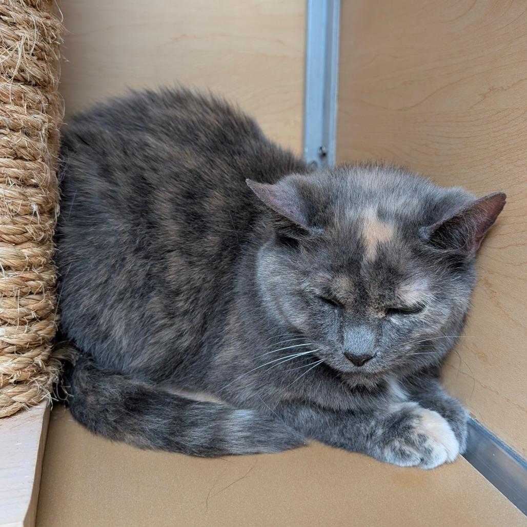 Fairy, Adoptable, Adult Female Domestic Short Hair.