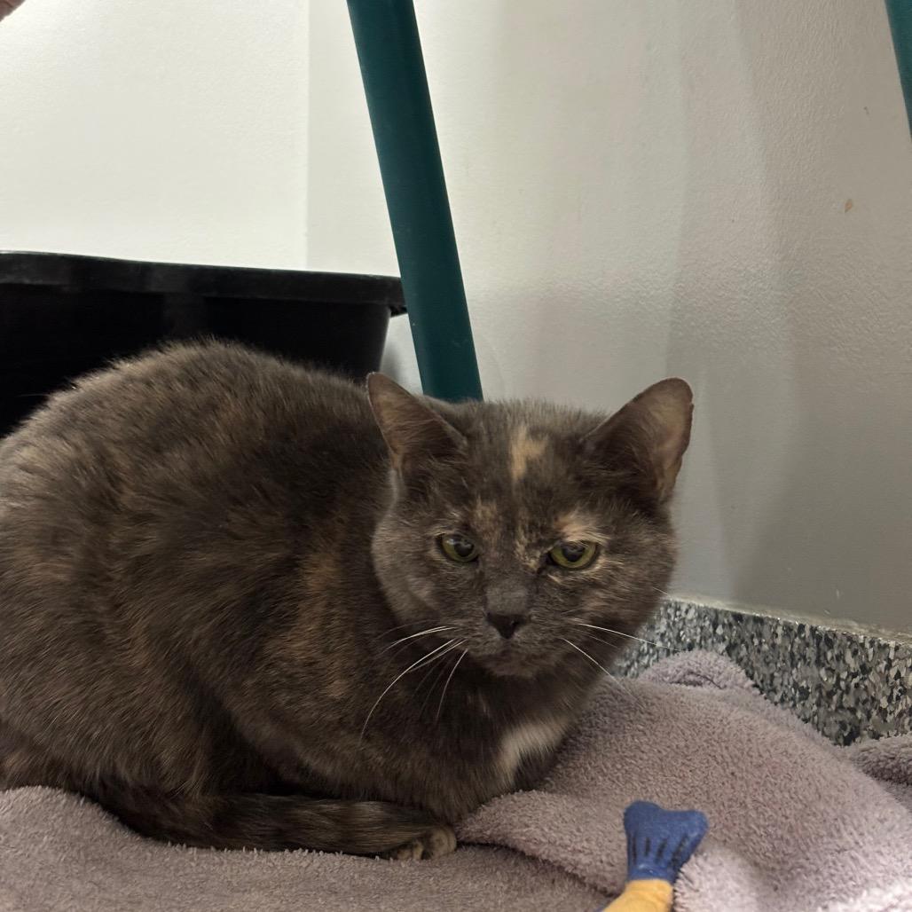 Enlarge Fairy, a Adoptable Domestic Short Hair in Brookfield, WI image 3/4
