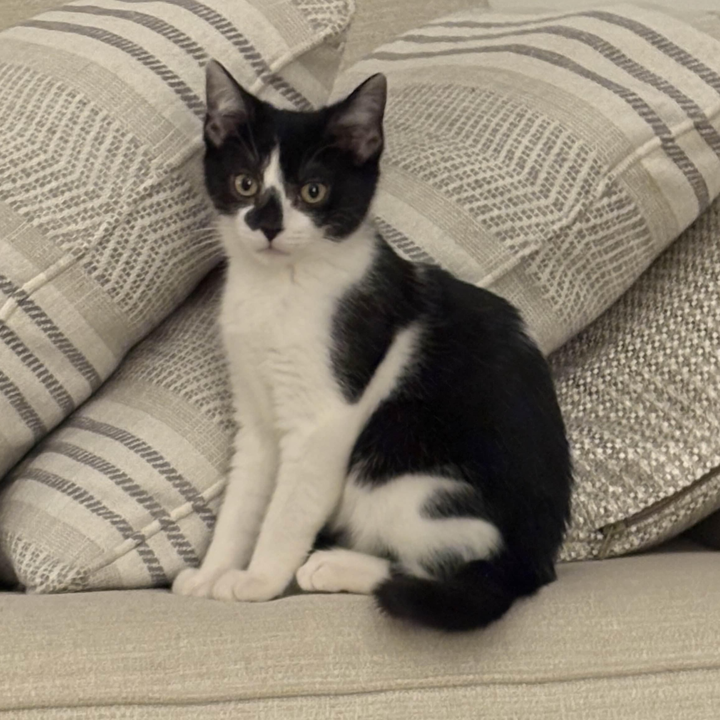 Mittens, adopted, Kitten Male Domestic Short Hair.