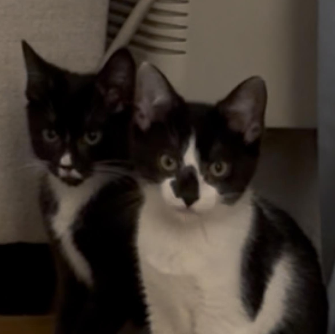 Mittens, an adopted Domestic Short Hair in Weehawken, NJ image 6/6